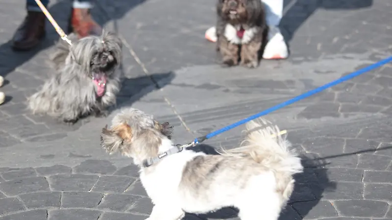 Más de cien perros raza shih tzu se reunieron en la Minerva  (8).JPG